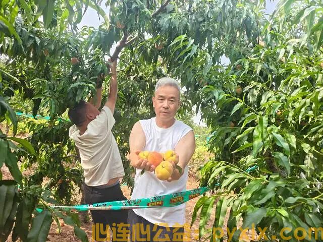 平邑助农鲜桃滞销，两家公益组织联手抢收，化解果农燃眉之急(图6)